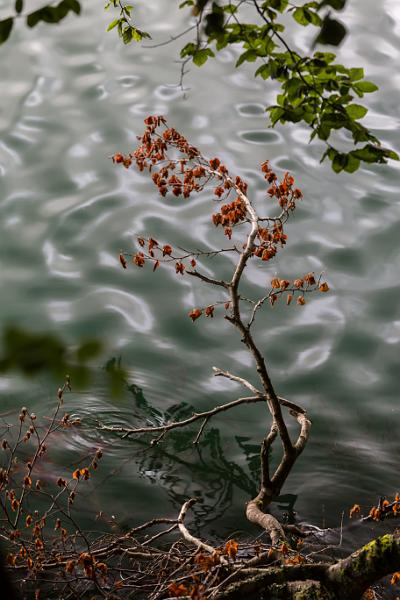 2018_08_09_Auvergne  (0001).jpg - Lac Pavin, Auvergne (Aout 2018)